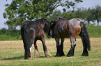 horses in the meadow