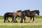 horses in the meadow