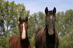 2 horses