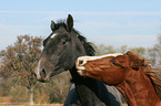 playing horses