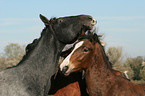 horses