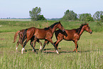 horses in the meadow