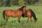 horses in the meadow
