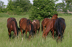 herd of horses