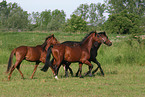 horses in the meadow