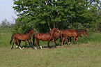 herd of horses