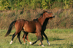 ponies in the meadow