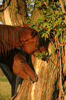 gnawing horses