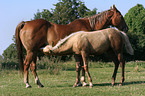 drinking foal