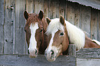 horses
