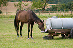 drinking horse