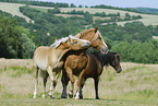 horses on meadow