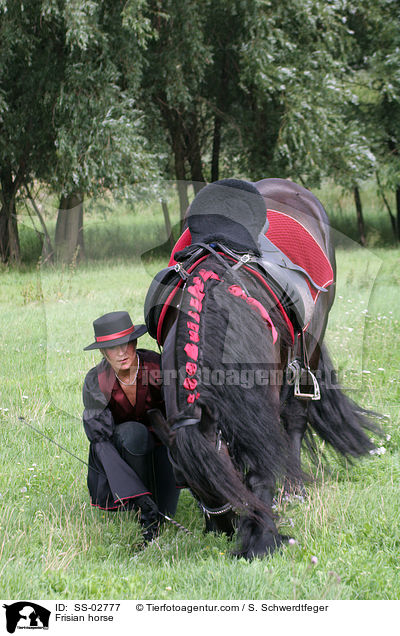 Friese bei der Verbeugung / Frisian horse / SS-02777