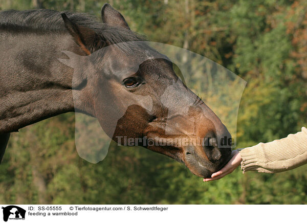 feeding a warmblood / SS-05555