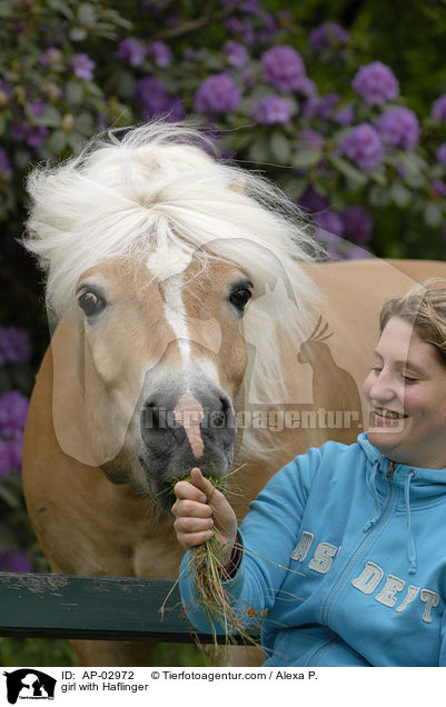 girl with Haflinger / AP-02972