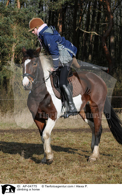 Aufsteigen / climbing a horse / AP-04775