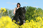 Friesian Horse