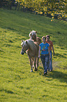 Haflinger