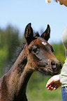 woman with foal