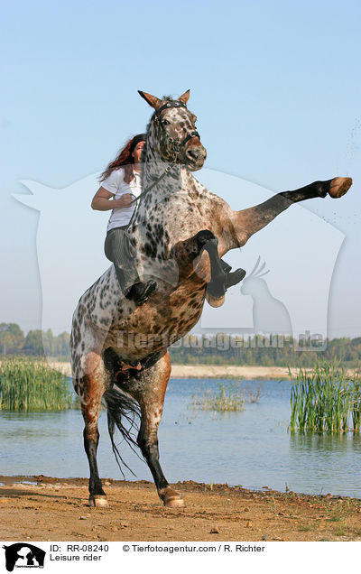 Pferd steigt auf Kommando / Leisure rider / RR-08240