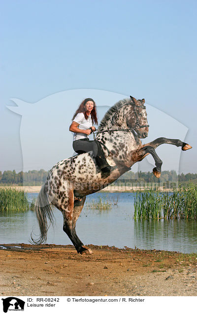 Pferd steigt auf Kommando / Leisure rider / RR-08242