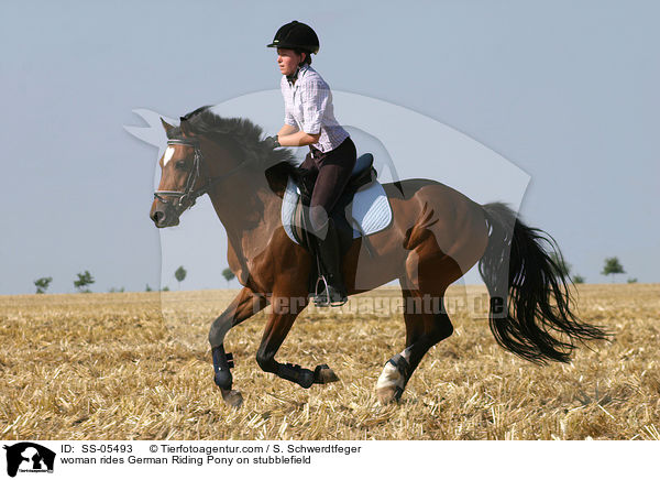 Frau reitet Deutsches Reitpony / woman rides pony on stubblefield / SS-05493