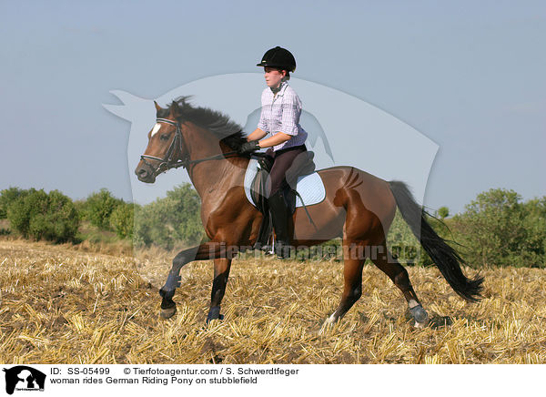 Frau reitet Deutsches Reitpony / woman rides pony on stubblefield / SS-05499