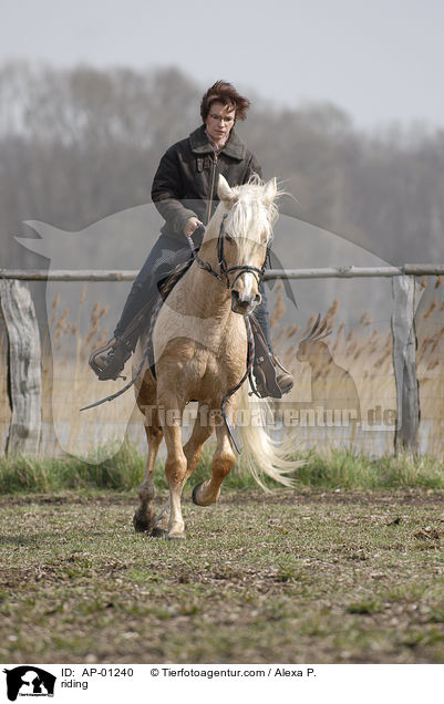 Freizeitreiten / riding / AP-01240