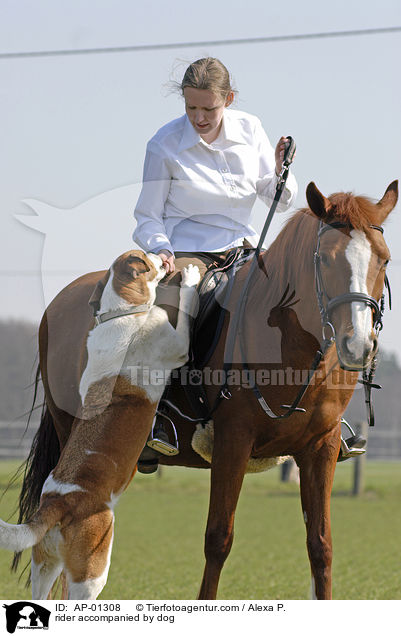 rider accompanied by dog / AP-01308
