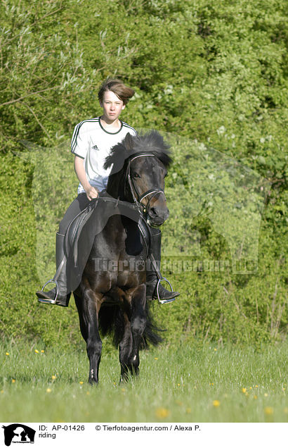 Freizeitreiten / riding / AP-01426
