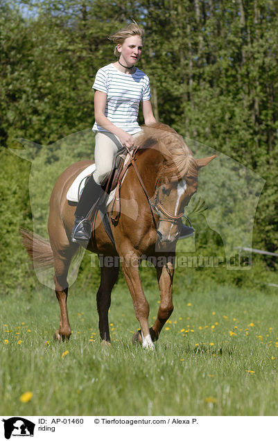 Freizeitreiter / riding / AP-01460
