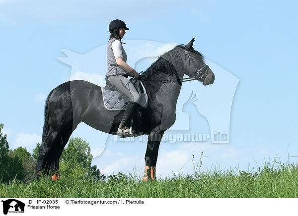 Friesian Horse / IP-02035