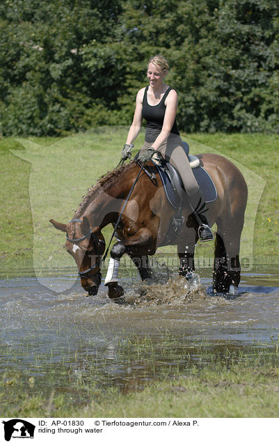 Ritt durchs Wasser / riding through water / AP-01830