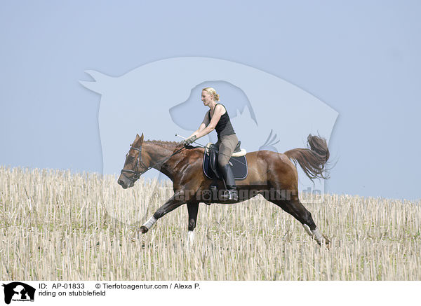 Ritt ber ein Stoppelfeld / riding on stubblefield / AP-01833