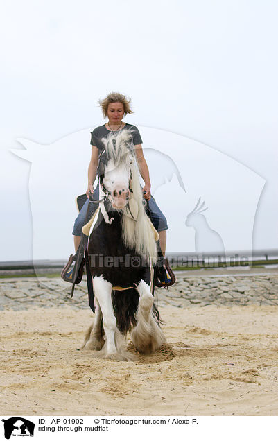 Ritt durchs Wattenmeer / riding through mudflat / AP-01902
