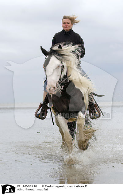 Ritt durchs Wattenmeer / riding through mudflat / AP-01910