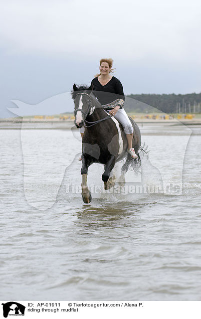 Ritt durchs Wattenmeer / riding through mudflat / AP-01911