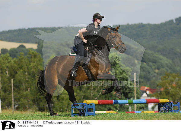 Pferde auf der Weide / horses on meadow / SST-04161