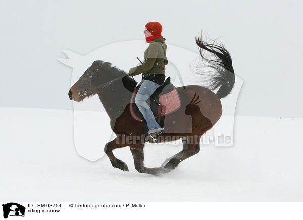 reiten im Schnee / riding in snow / PM-03754