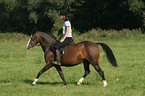 woman rides German Riding Pony in the meadow
