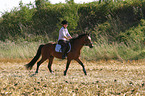 woman rides German Riding Pony on stubblefield