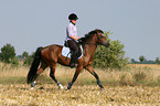 woman rides German Riding Pony on stubblefield
