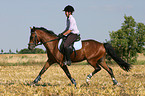 woman rides German Riding Pony on stubblefield