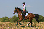 woman rides German Riding Pony on stubblefield