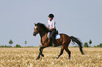 woman rides German Riding Pony on stubblefield