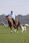 rider accompanied by dog