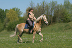 woman rides Haflinger horse