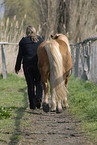woman with Haflinger