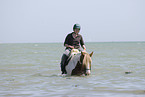 bathing with horse
