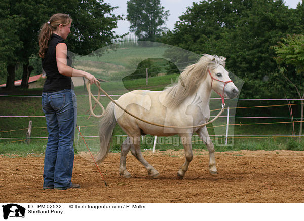 Bodenarbeit / Shetland Pony / PM-02532